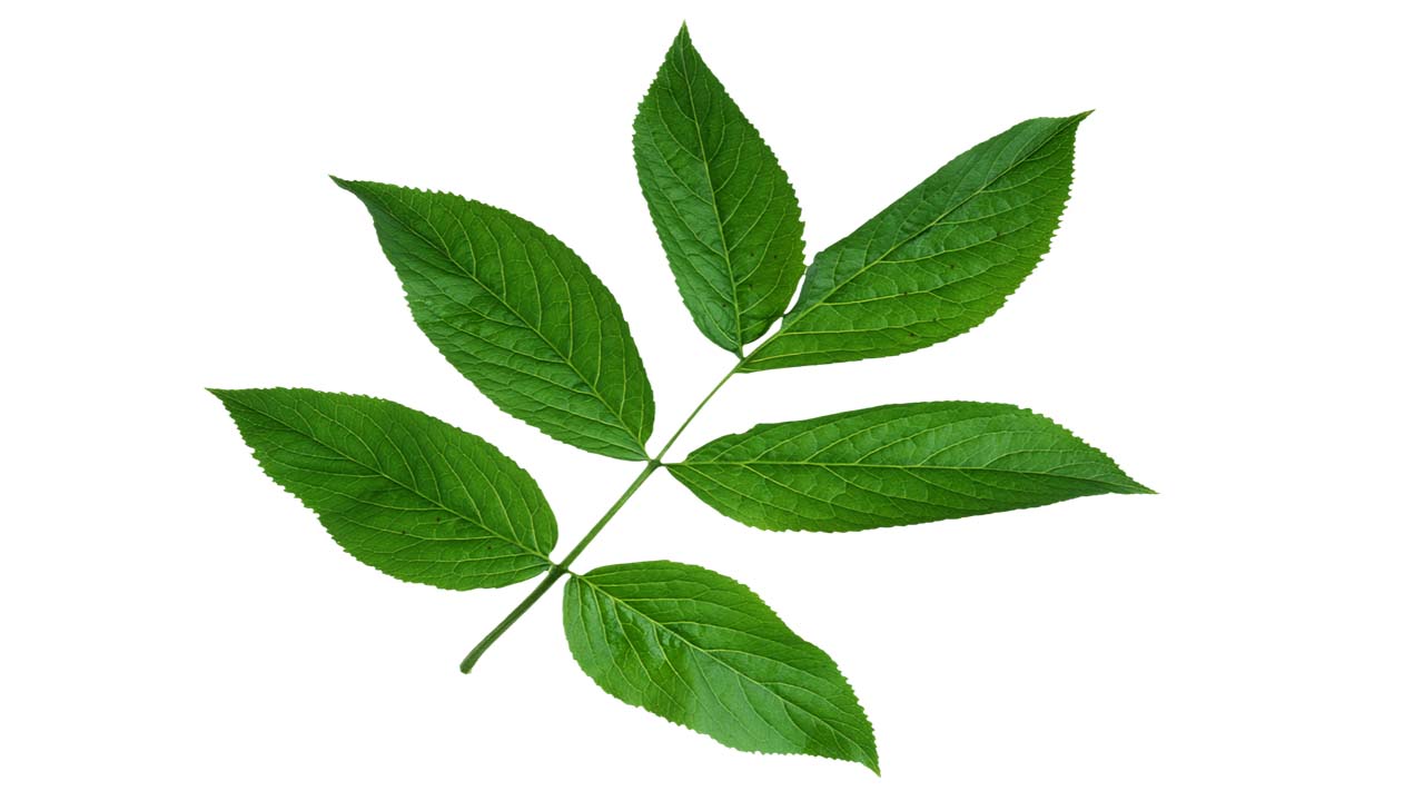 Leaf 53