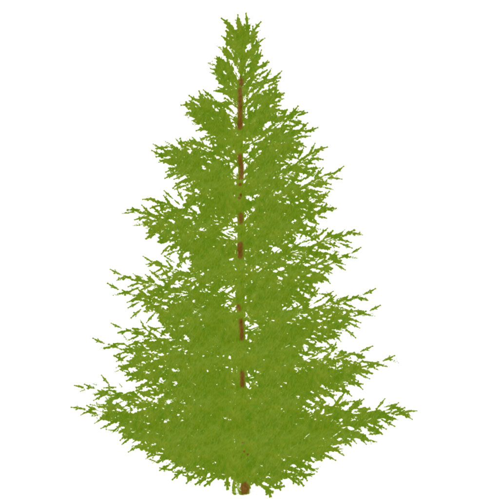 Fir tree