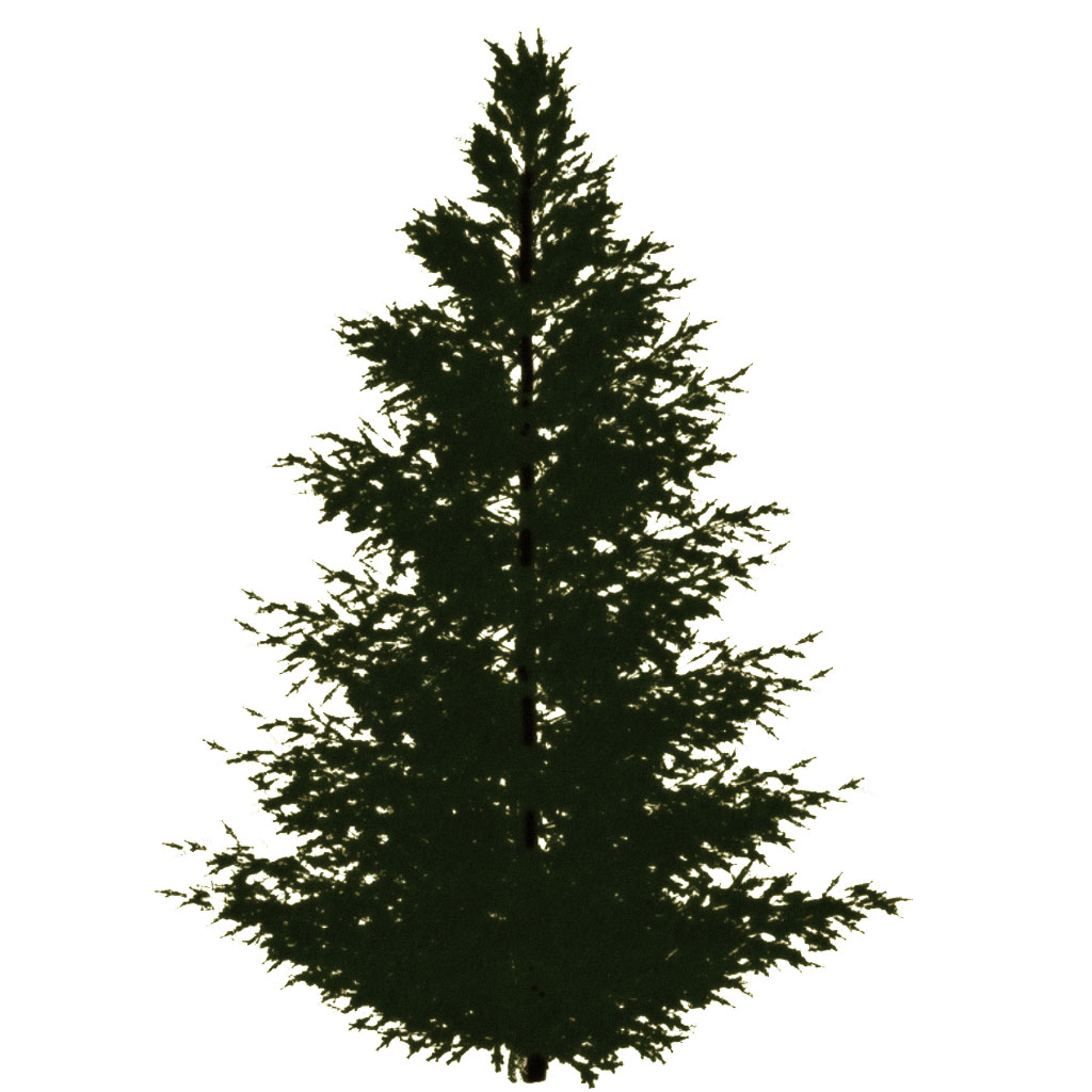 Fir tree 3