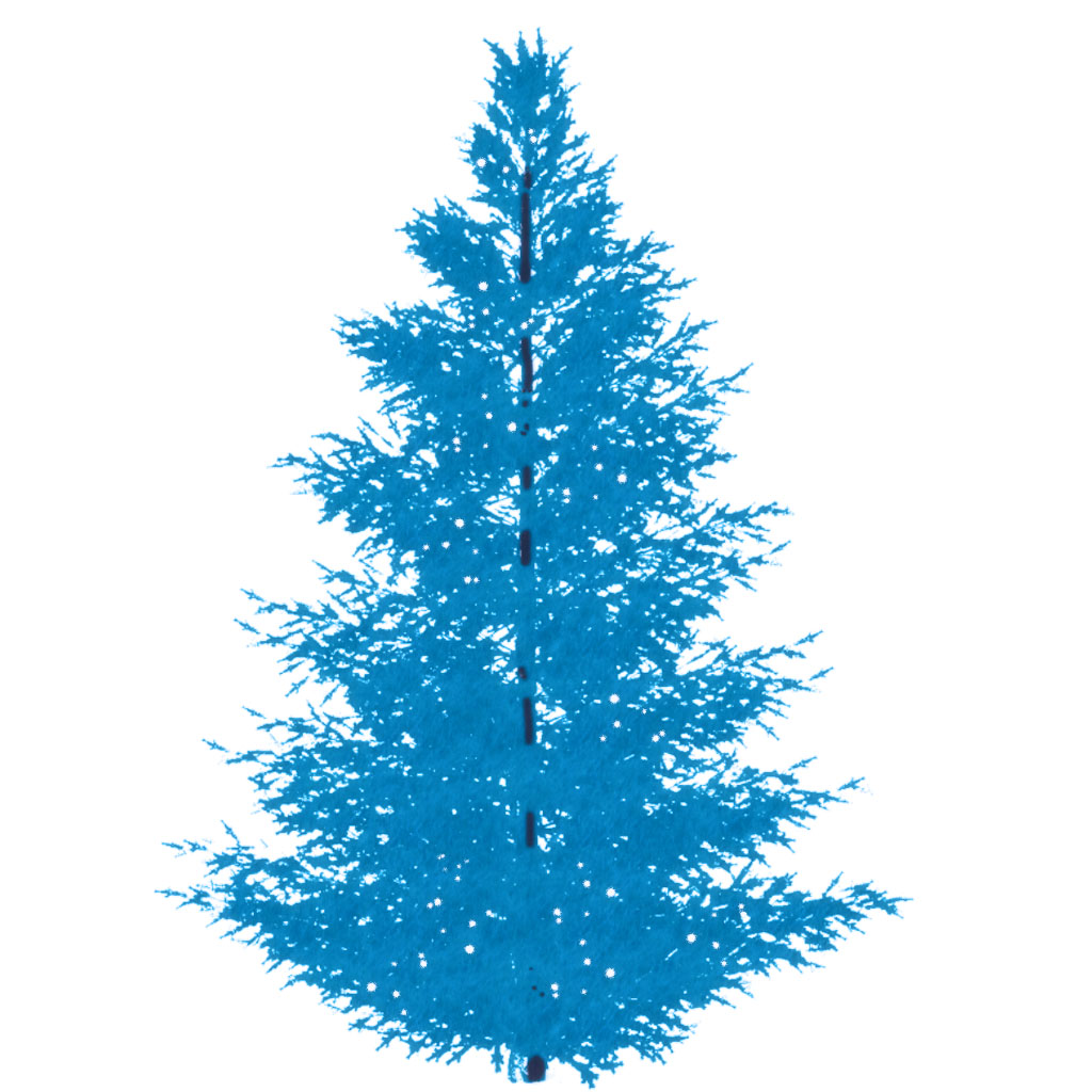 Fir tree 4