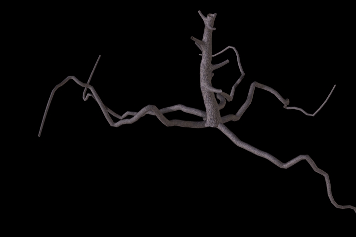 old dry wood