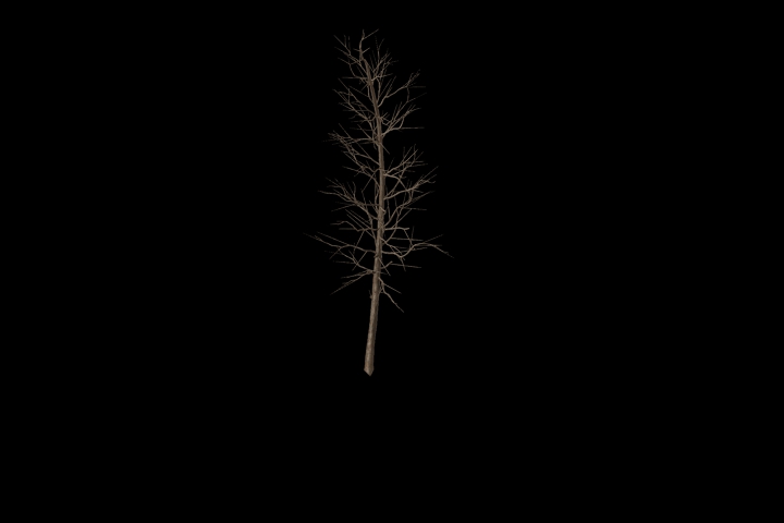 tree without leaves