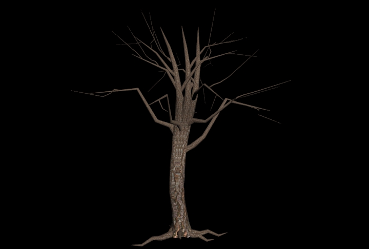 tree without leaves 4