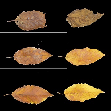 PBR Leaf Set Textures Pack 3