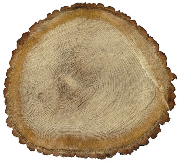 PBR TreeEnd Textures Pack 1