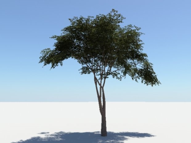 Tree01